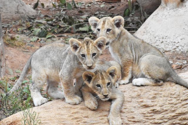 Terra Natura Murcia celebra el nacimiento de tres leones africanos - 1, Foto 1