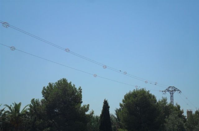 La Comunidad avanza en la protección de la avifauna e inicia el proceso para que las líneas eléctricas reciban ayudas para su corrección - 1, Foto 1