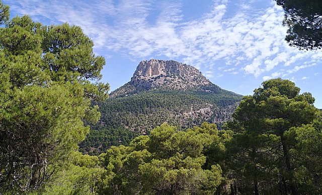 La plaza Díez de Revenga de Murcia rendirá homenaje a Ricardo Codorníu con la plantación de arbolado monumental - 1, Foto 1