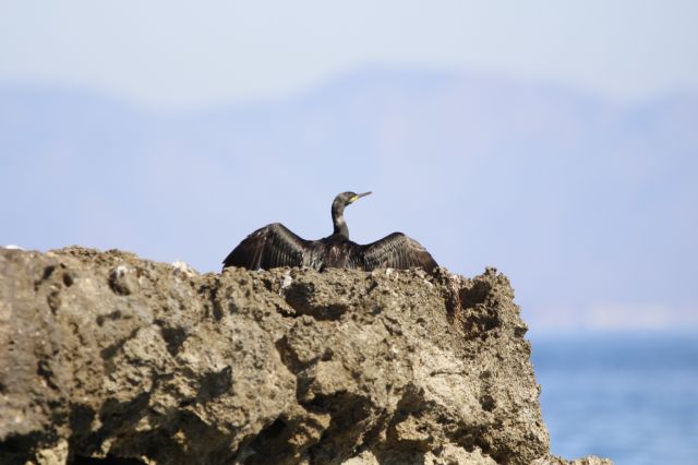 Medio Ambiente censa más de 7.700 aves invernantes en los espacios naturales protegidos próximos a la base aérea de San Javier - 1, Foto 1