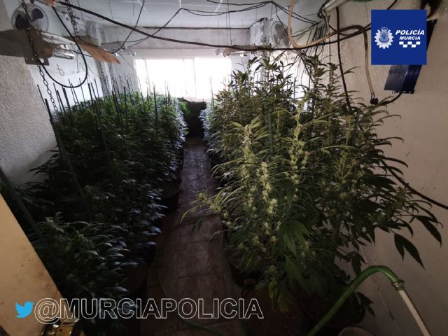 La Policía Local desmantela en Casillas una plantación con 700 plantas de marihuana y detiene a su propietario - 1, Foto 1