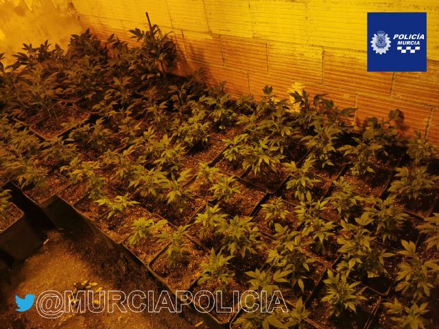 La Policía Local desmantela en Casillas una plantación con 700 plantas de marihuana y detiene a su propietario - 4, Foto 4