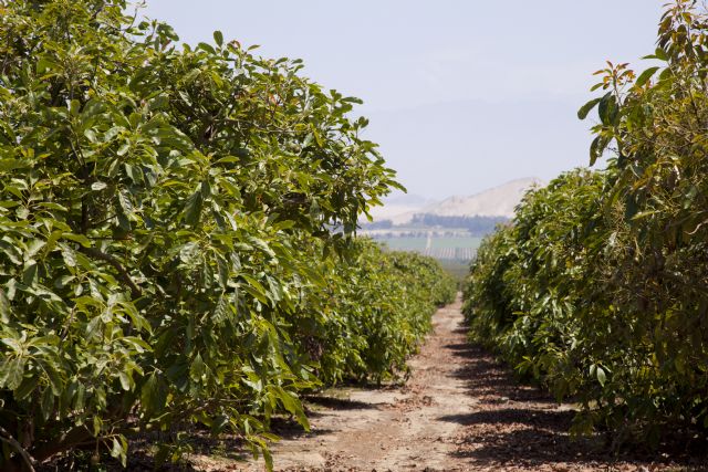 El aguacate peruano: un superalimento que conquista el mundo - 2, Foto 2