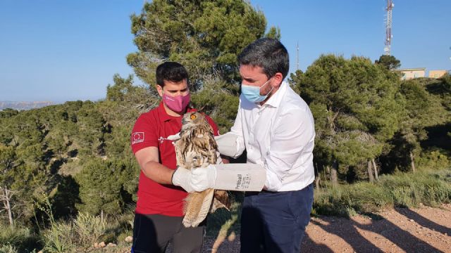 Devuelto a la naturaleza un búho real tras su tratamiento en el Centro de Recuperación de Fauna de la Comunidad - 1, Foto 1