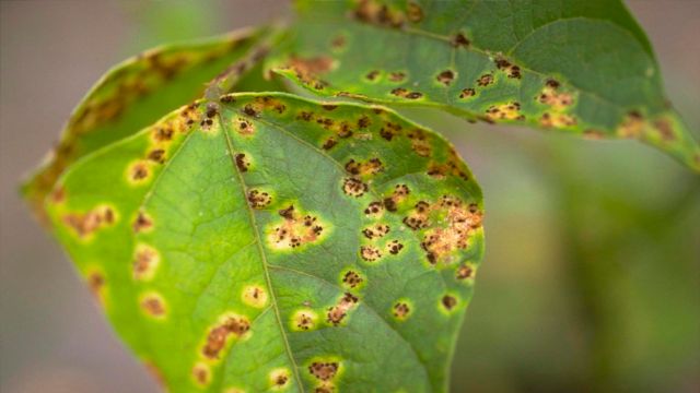 14 grupos de investigación de virus de plantas se dan cita en el Congreso RENAVIPLANT - 1, Foto 1