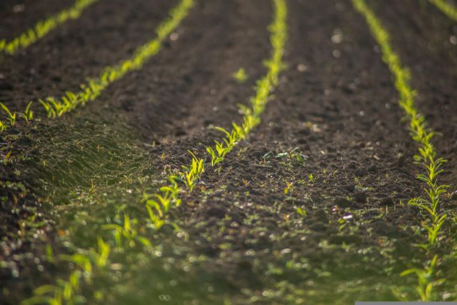 Un estudio de la UMU encuentra una relación entre la estatura de los españoles y las agriculturas de regadío y secano - 1, Foto 1