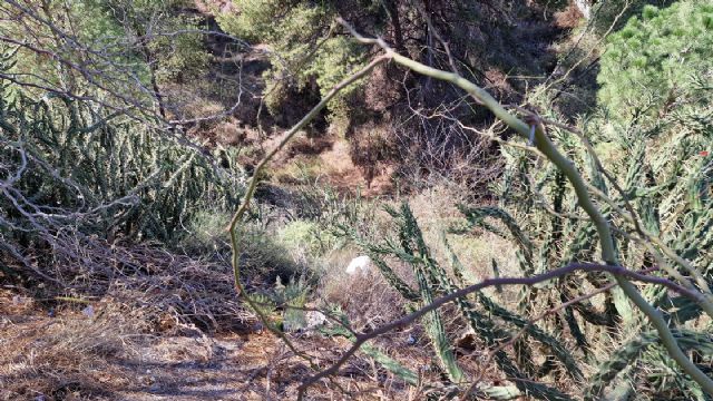 Objetivo: eliminar flora exótica invasora de los parques regionales de El Valle y Calblanque - 1, Foto 1