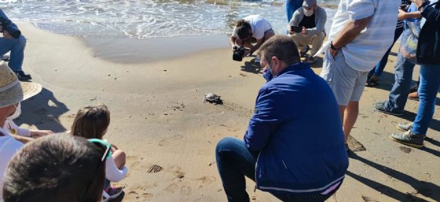 Liberan los 11 ejemplares restantes de tortuga boba nacidos en el verano de 2019 en Calblanque - 1, Foto 1