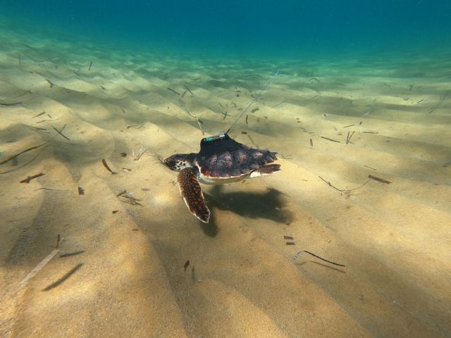 La primera generación de tortugas marinas de Calblanque ya nada libre… - 1, Foto 1