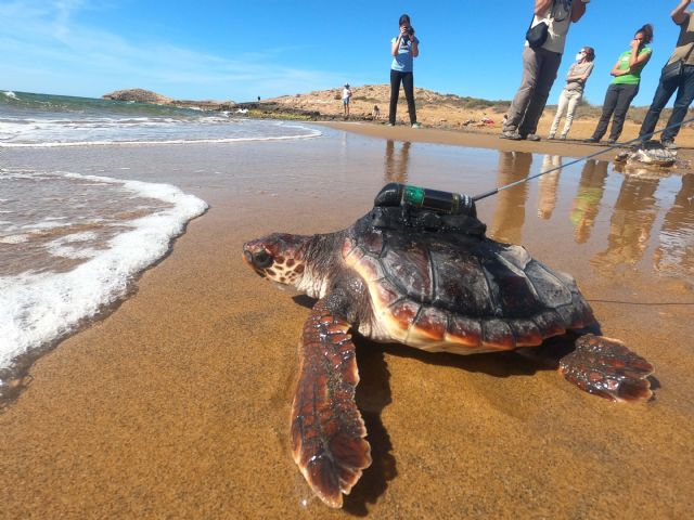 La primera generación de tortugas marinas de Calblanque ya nada libre… - 2, Foto 2