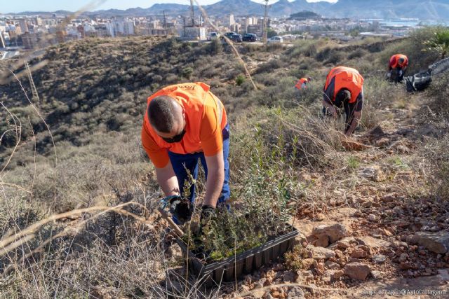 Ciudad Sostenible subvenciona con 10.000 € proyectos de reforestación y revegetación en el municipio de Cartagena - 1, Foto 1