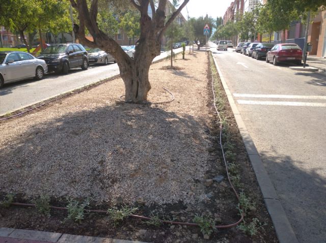 Finalizados los trabajos de acondicionamiento de la mediana en la calle Pintor Muñoz Barberán de El Palmar - 2, Foto 2