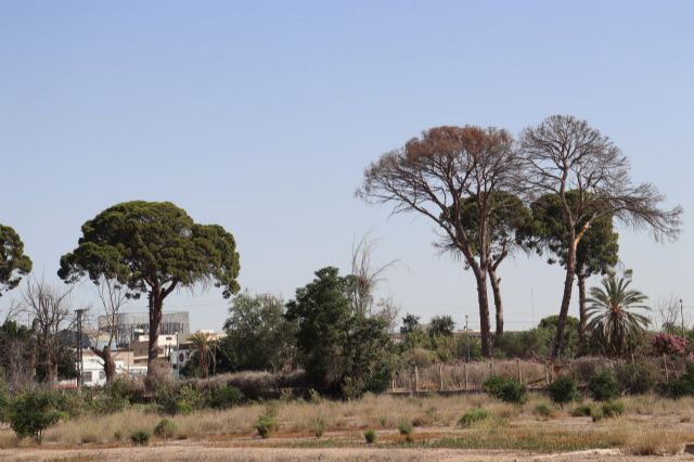 Huermur logra que el ayuntamiento inste el desentubamiento de la acequia de Churra para salvar los pinos centenarios - 1, Foto 1