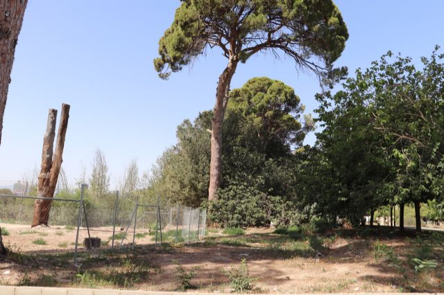 Huermur logra que el ayuntamiento inste el desentubamiento de la acequia de Churra para salvar los pinos centenarios - 2, Foto 2