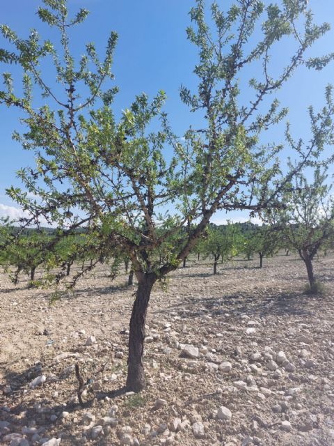 Las cooperativas agrarias de la Región de Murcia tachan de injustificable recibir la mitad de ayuda que otras comunidades por la extrema sequía - 1, Foto 1