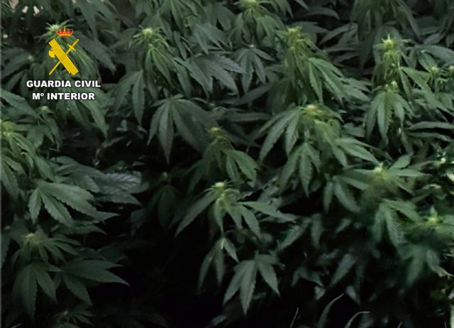 La Guardia Civil desmantela en Cieza un grupo delictivo que cultivaba y distribuía gran cantidad de marihuana - 1, Foto 1