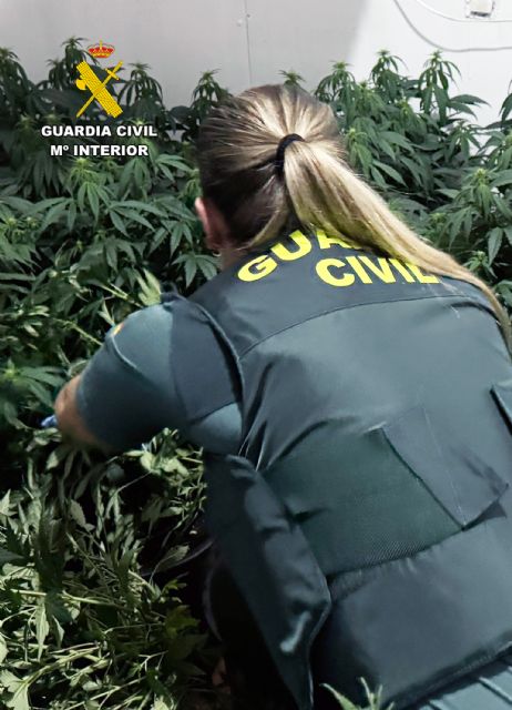 La Guardia Civil desmantela en Cieza un grupo delictivo que cultivaba y distribuía gran cantidad de marihuana - 2, Foto 2