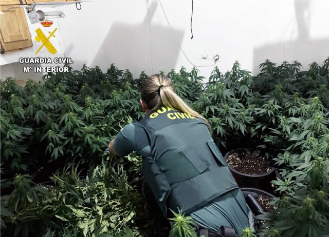 La Guardia Civil desmantela en Cieza un grupo delictivo que cultivaba y distribuía gran cantidad de marihuana - 3, Foto 3