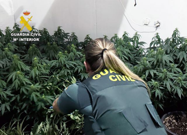 La Guardia Civil desmantela en Cieza un grupo delictivo que cultivaba y distribuía gran cantidad de marihuana - 4, Foto 4