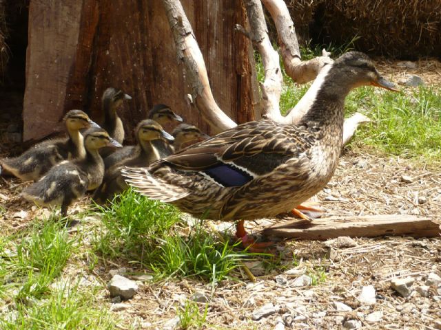 Las suaves temperaturas adelantan la llegada de aves silvestres a Terra Natura Murcia - 1, Foto 1