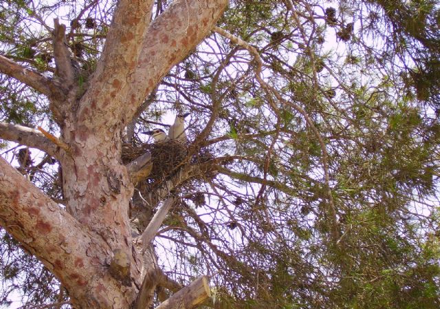 Las suaves temperaturas adelantan la llegada de aves silvestres a Terra Natura Murcia - 2, Foto 2