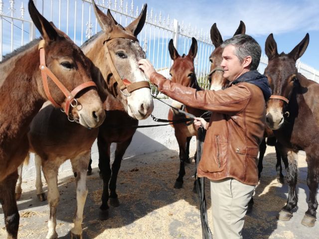 Las mulas de montaña elogiadas por la OTAN provienen de una cabaña ganadera de Lorca - 1, Foto 1