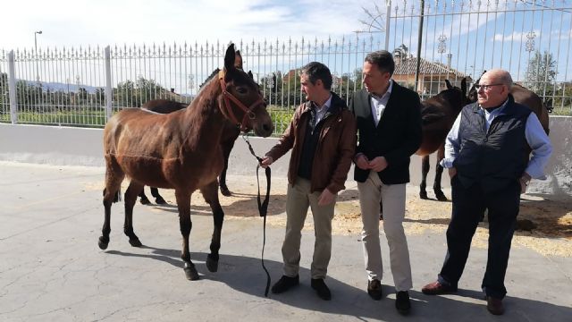 Las mulas de montaña elogiadas por la OTAN provienen de una cabaña ganadera de Lorca - 2, Foto 2