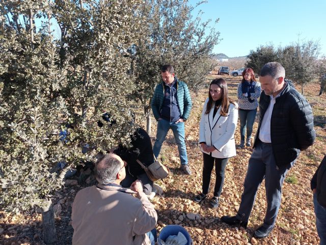 Las cosechas de trufa negra revelan que la introducción de este cultivo alternativo es viable y rentable en las comarcas del Altiplano y Noroeste - 1, Foto 1