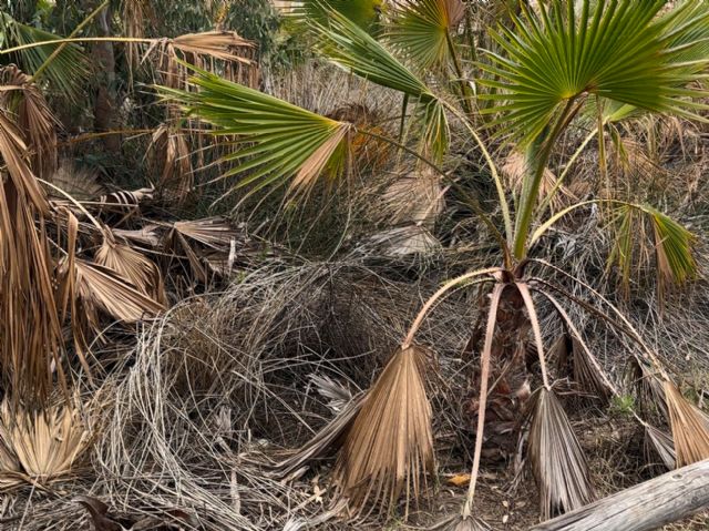 MC no ve avances del gobierno de Arroyo para paliar la dejadez en Playa Paraíso - 3, Foto 3