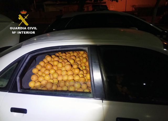 La Guardia Civil recupera una tonelada y media de naranjas sustraídas en explotaciones agrícolas de Murcia - 1, Foto 1