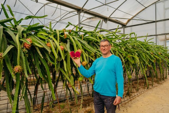 Un agricultor introduce con éxito el cultivo de la pitaya en el levante español - 1, Foto 1