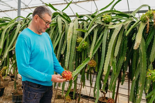 Un agricultor introduce con éxito el cultivo de la pitaya en el levante español - 2, Foto 2