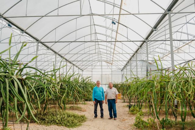 Un agricultor introduce con éxito el cultivo de la pitaya en el levante español - 3, Foto 3