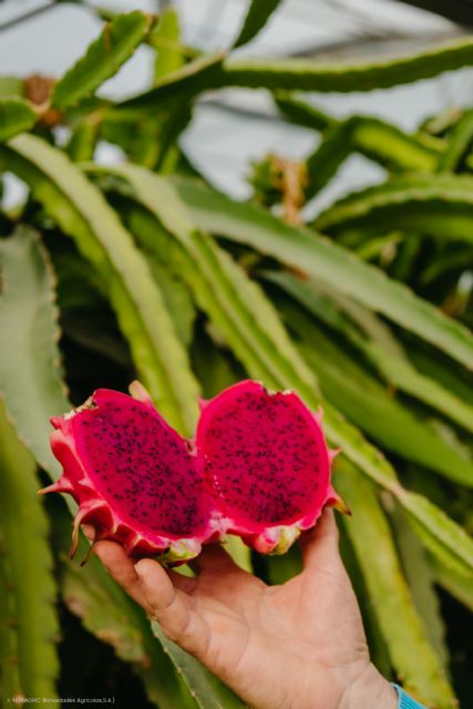 Un agricultor introduce con éxito el cultivo de la pitaya en el levante español - 4, Foto 4