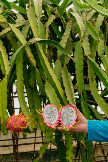 Un agricultor introduce con éxito el cultivo de la pitaya en el levante español - 5, Foto 5