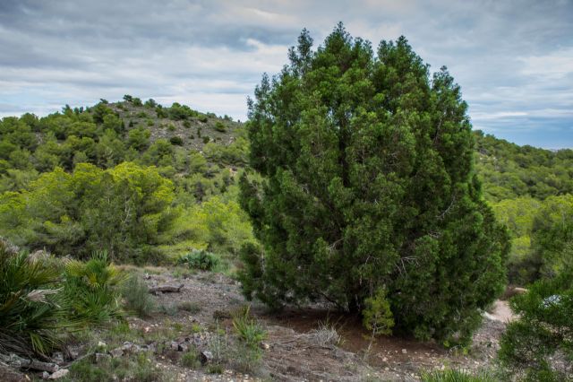 La plantación de más de 2.500 ejemplares de ciprés de Cartagena en Calblanque mejorará la resistencia forestal al cambio climático - 2, Foto 2