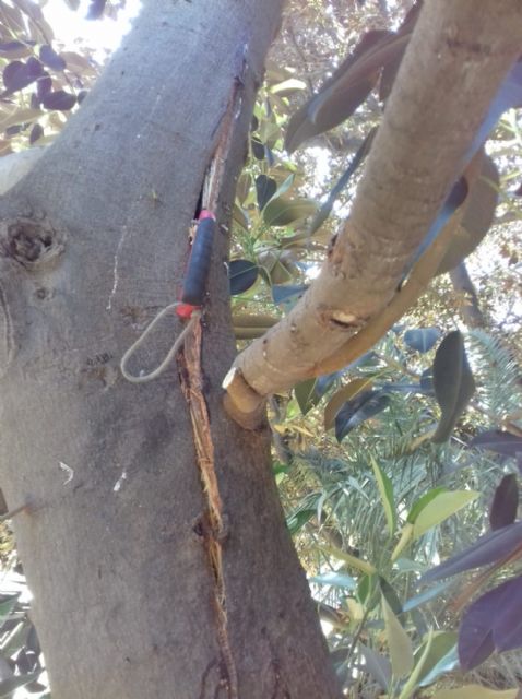 La supervisión de los árboles del Jardín de Floridablanca permite detectar una rama con riesgo de caída - 2, Foto 2