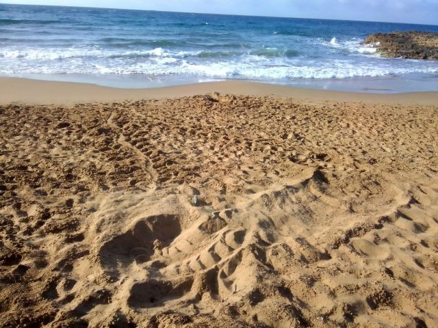 Detectado el primer intento de anidamiento de tortuga boba en costas de la Región de Murcia durante el actual verano - 1, Foto 1