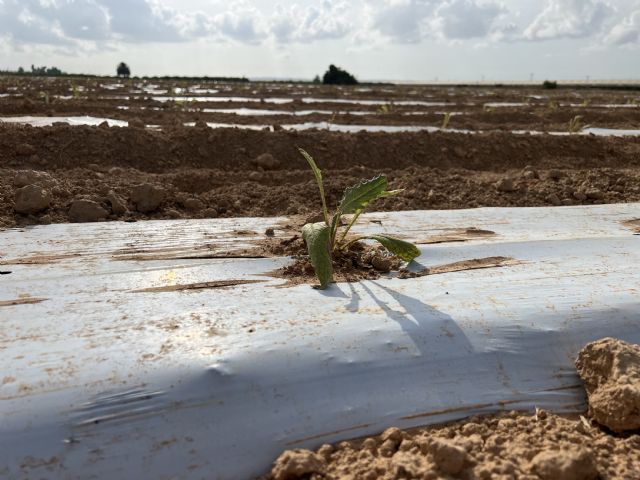 Los principales exportadores de alcachofa instalan un sistema innovador que ahorra hasta un 25% de agua en el cultivo - 1, Foto 1