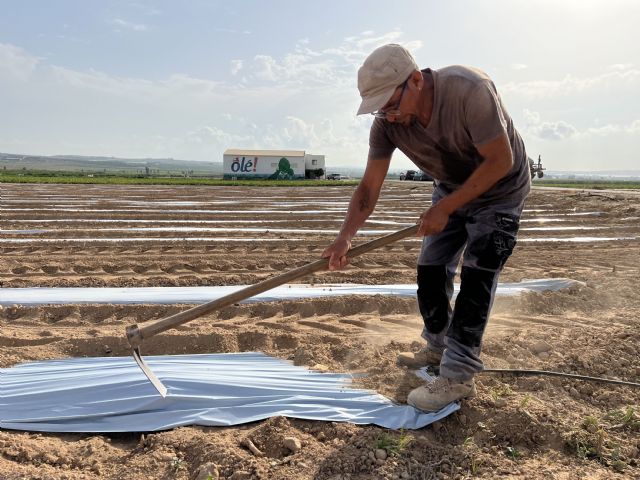 Los principales exportadores de alcachofa instalan un sistema innovador que ahorra hasta un 25% de agua en el cultivo - 3, Foto 3