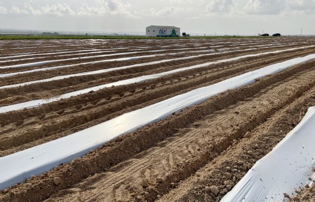 Los principales exportadores de alcachofa instalan un sistema innovador que ahorra hasta un 25% de agua en el cultivo - 4, Foto 4