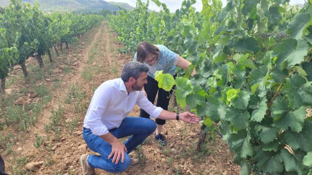 Murcia registra seis nuevas variedades de uva de vinificación de gran calidad y mejor adaptadas al cambio climático - 1, Foto 1