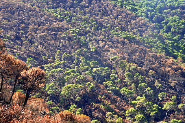 El colegio de ingenieros forestales solicita la máxima alerta frente a posibles incendios que pueden darse en plena ola de calor en todo el mes de agosto - 1, Foto 1