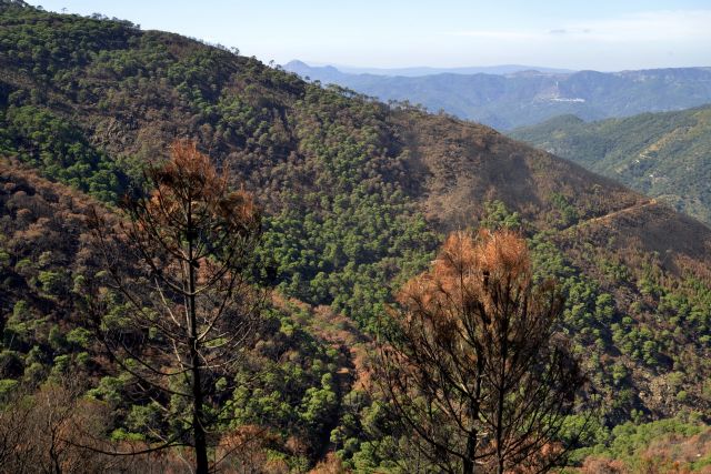 El colegio de ingenieros forestales solicita la máxima alerta frente a posibles incendios que pueden darse en plena ola de calor en todo el mes de agosto - 2, Foto 2