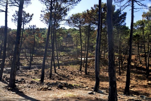 El colegio de ingenieros forestales solicita la máxima alerta frente a posibles incendios que pueden darse en plena ola de calor en todo el mes de agosto - 3, Foto 3