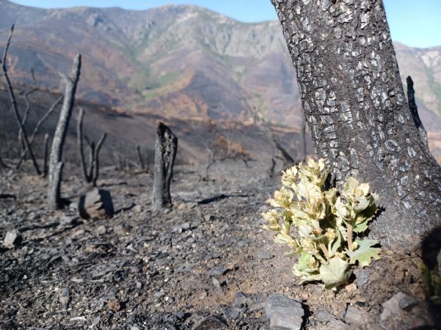 El colegio de ingenieros forestales solicita la máxima alerta frente a posibles incendios que pueden darse en plena ola de calor en todo el mes de agosto - 4, Foto 4