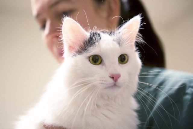 Los veterinarios explican cómo estimular a tu gato para que beba en verano - 1, Foto 1