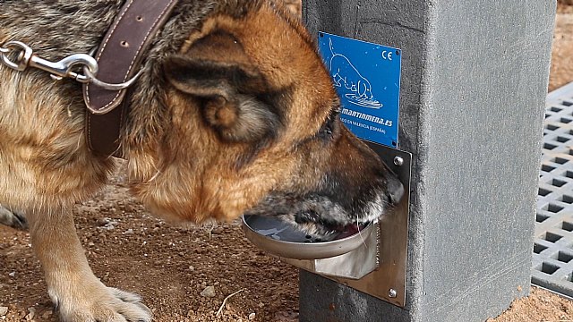 Adecuar las ciudades a las mascotas las convierten en más humanas - 1, Foto 1