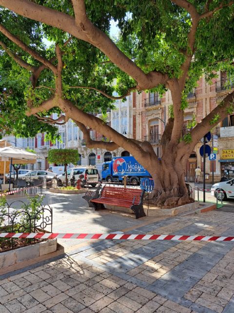 Uno de los ficus de La Glorieta inicia un proceso natural de exudación de savia - 1, Foto 1