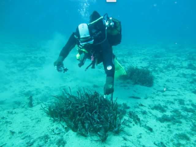 La Comunidad realiza trabajos de restauración de las praderas de Posidonia oceanica en la bahía del Hornillo en Águilas - 1, Foto 1